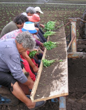 A paprika termesztés szakaszai