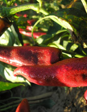 A paprika termesztés szakaszai