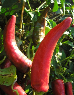 A paprika termesztés szakaszai