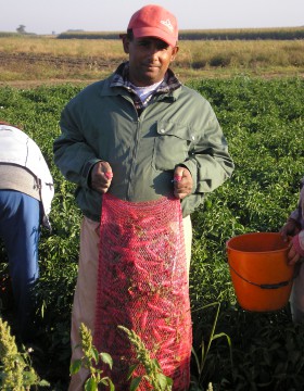 A paprika termesztés szakaszai