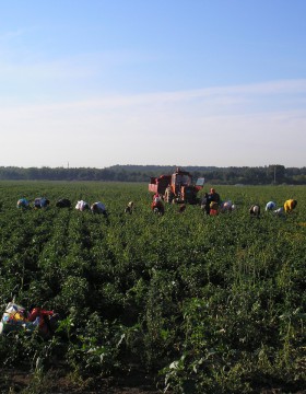 A paprika termesztés szakaszai