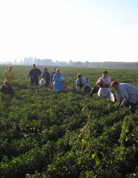 A paprika termesztés szakaszai