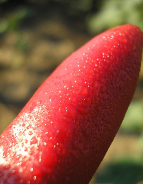 A paprika termesztés szakaszai