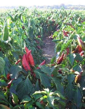 A paprika termesztés szakaszai