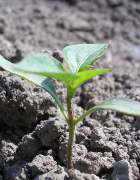 A paprika termesztés szakaszai