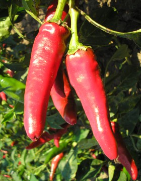 A paprika termesztés szakaszai