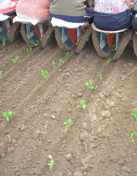 A paprika termesztés szakaszai