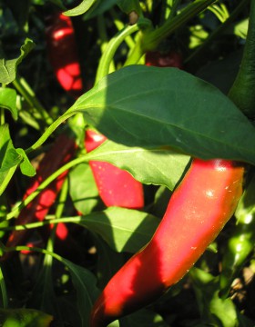 A paprika termesztés szakaszai