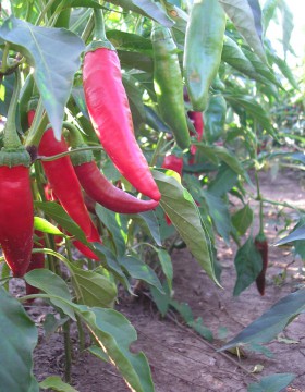 A paprika termesztés szakaszai