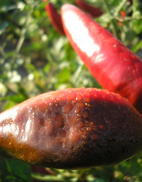 A paprika termesztés szakaszai