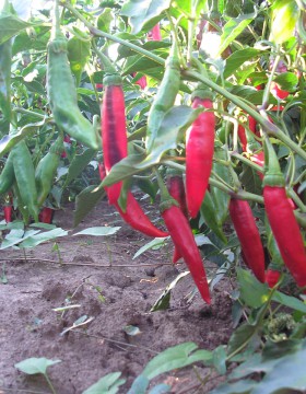 A paprika termesztés szakaszai