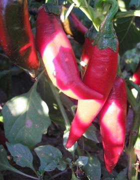 A paprika termesztés szakaszai