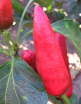 A paprika termesztés szakaszai